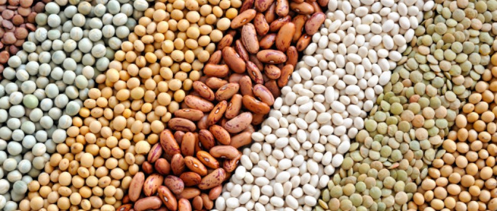 Ano Internacional dos legumes